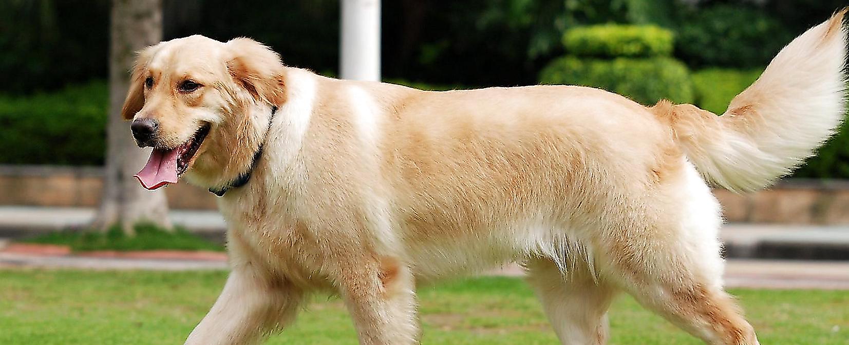 金毛寻回犬的品种介绍