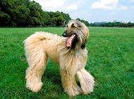 阿富汗猎犬是一个贵族犬