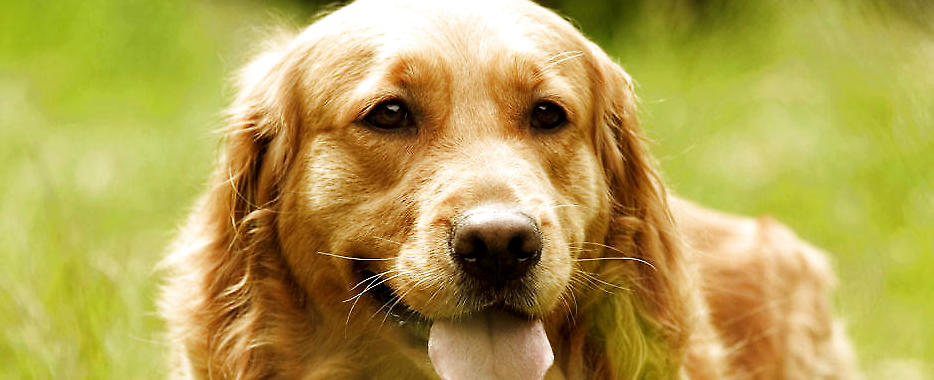 金毛犬的标准体型与体重 狗狗品种 波奇网百科大全