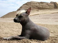 印加人的神犬——秘鲁无毛犬