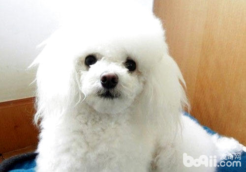 给贵宾犬剪毛要注意什么? 给贵宾犬剪毛要注意什么?