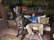 世界最大的狗，巨大的丹麥犬——大丹犬