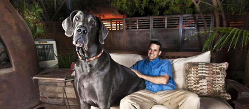 世界最大的狗 巨大的丹麦犬 大丹犬 狗狗品种 波奇网百科大全