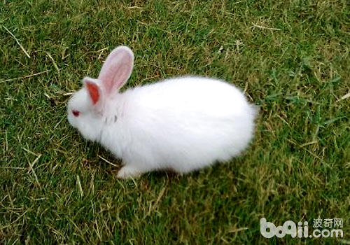怎么训练小白兔在固定地点排泄？