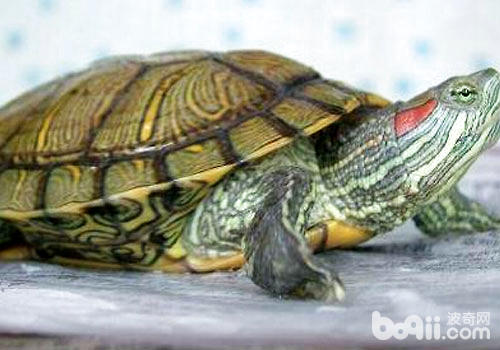 日光对巴西红耳龟的饲养特别重要？
