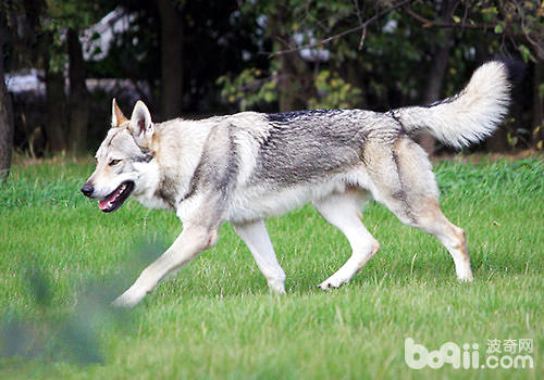 狼的外貌,狗的性格—捷克狼犬