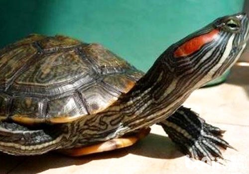 巴西红耳龟是生态杀手?