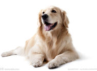 犬蠕形螨病(毛囊虫病)的病因与症状,犬蠕形螨病如何治疗