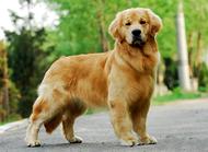 “犬髋关节发育不良症”如何治疗
