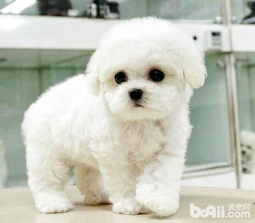 比熊犬美容护理都有哪些 比熊犬美容护理都有哪些