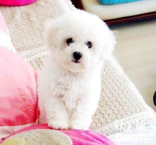 如何给比熊犬挤肛门腺 如何给比熊犬挤肛门腺