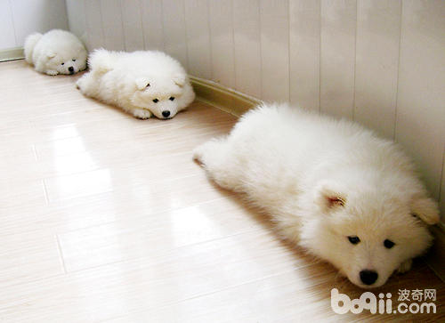 薩摩耶母犬的飼養與護理知識之分娩期