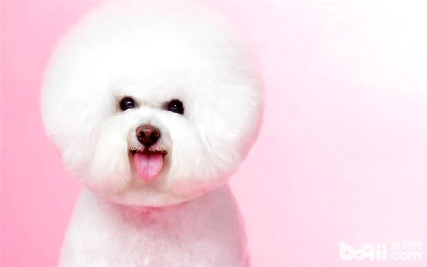 如何给比熊犬洗澡 如何给比熊犬洗澡