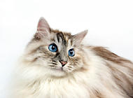 寵物貓之西伯利亞貓的品種特征介紹