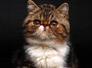 英國短毛貓圖片，英短品種介紹