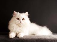 波斯貓圖片，波斯貓起源，波斯貓有什么特點