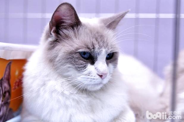 伯曼猫和布偶猫的区别|猫咪品种-波奇网百科大