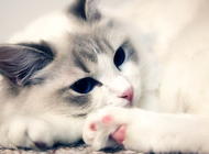 猫咪磨爪子是怎么回事？ 如何阻止猫咪磨爪