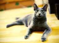 貓之貴族：俄羅斯藍貓特點和圖片品種介紹