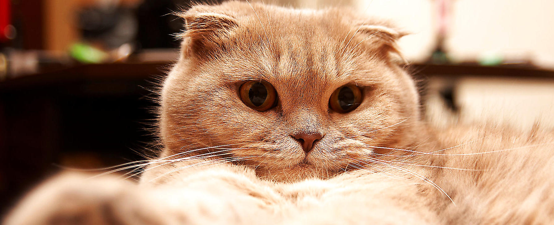 宠物猫之苏格兰折耳猫图片及品种讲解|猫咪品种-波奇网百科大全