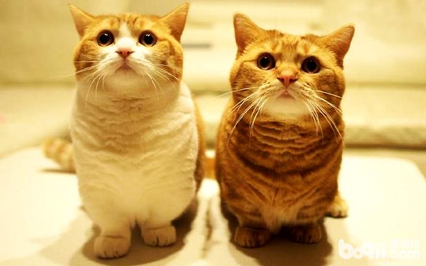 美国短毛猫 美国短毛猫