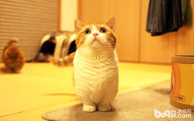 猫咪 猫咪