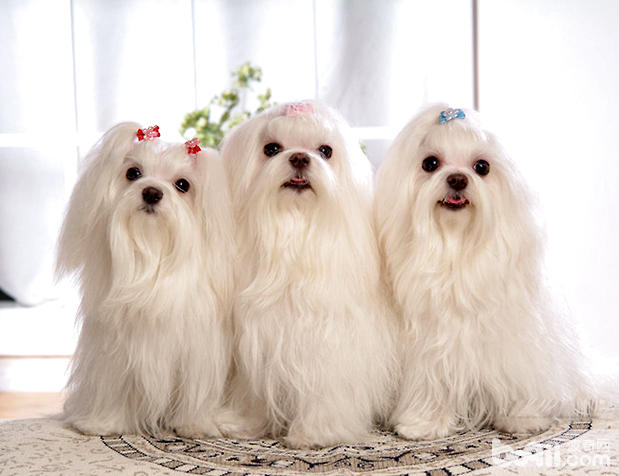 马尔济斯犬的美容护理 马尔济斯犬的美容护理