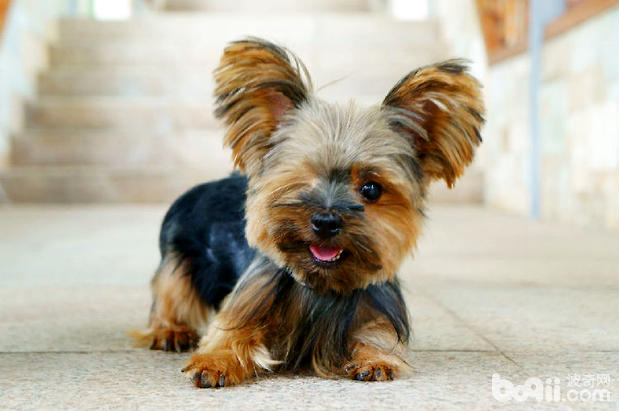 约克夏洗澡必备七大工具 约克夏洗澡必备七大工具