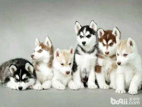 怎么给阿拉斯加犬洗澡 怎么给阿拉斯加犬洗澡