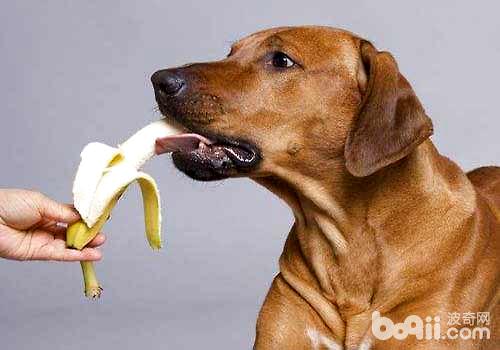 狗狗能吃香蕉吗？吃香蕉有什么好处？
