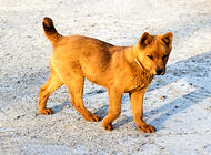 中華田園犬多少錢