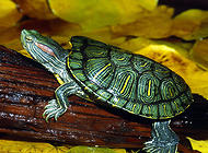 巴西龟吃什么?巴西龟吃什么长得快？