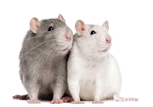 常见宠物鼠的种类有哪些？