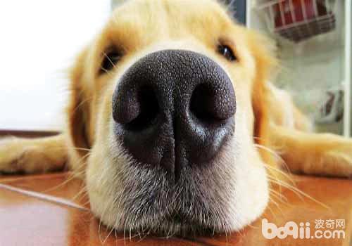 狗狗鼻子干是生病了嗎？