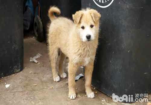 你知道领养狗狗都需要什么条件吗?