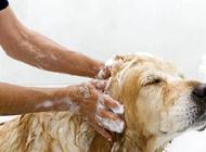 給狗狗洗澡的正確方法有哪些？