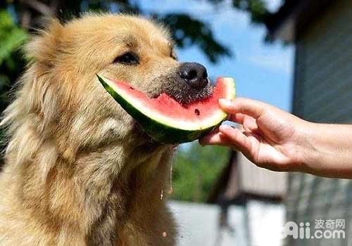 可不可以给狗狗吃西瓜，狗狗吃西瓜好不好