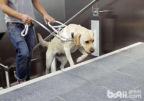 最适合成为导盲犬的狗狗有哪些，导盲犬训练的注意事项