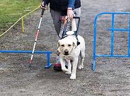 最适合成为导盲犬的狗狗有哪些，导盲犬训练的注意事项