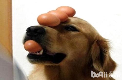 狗狗不能吃鸡蛋清吗 狗狗为什么不能吃鸡蛋清 