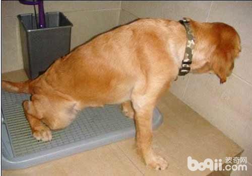 如何在一周内训练会狗狗定点大小便？