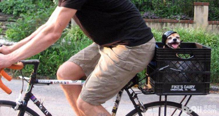 怎么训练狗狗坐自行车 狗狗坐自行车的技巧有哪些