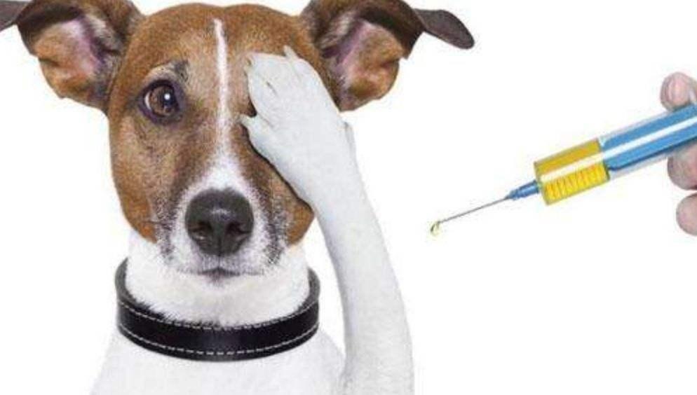 狗狗肝炎怎么辦 狗狗肝炎治療方法