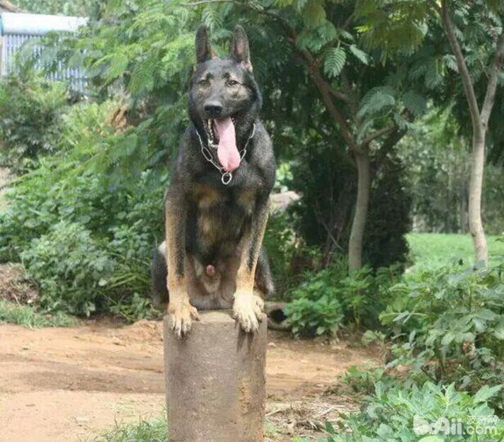 警犬品种有哪些?国内警犬品种介绍 警犬品种有哪些?国内警犬品种介绍