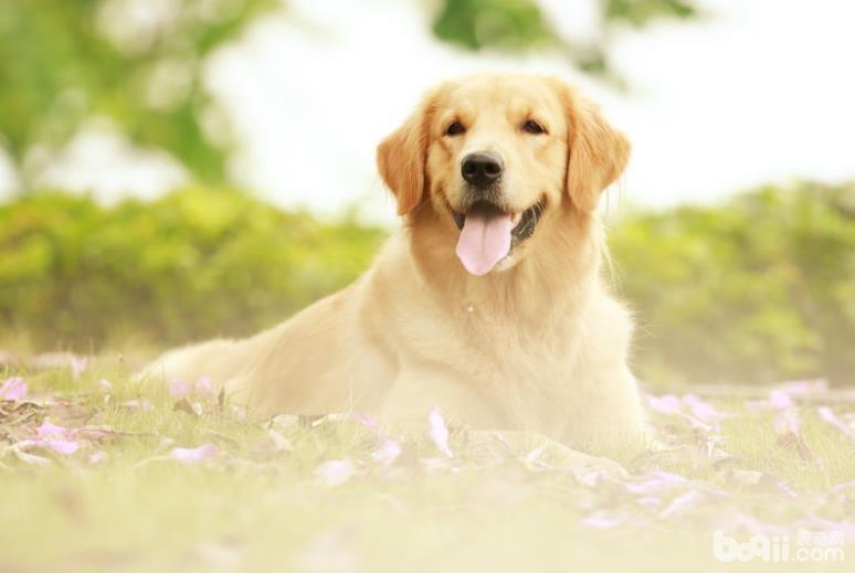 夏季狗狗避暑降温的方法都有哪些？
