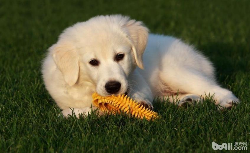 最适合狗狗的玩具种类都有哪些？