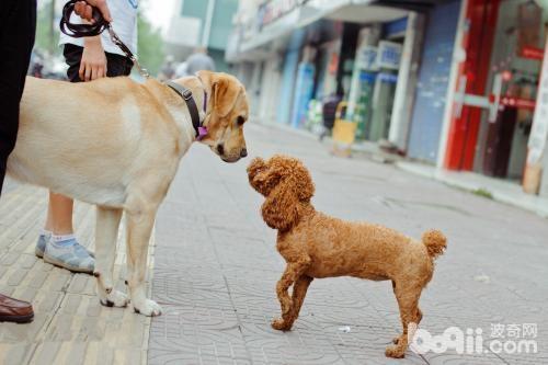 指示犬洗澡的步驟都有哪些？