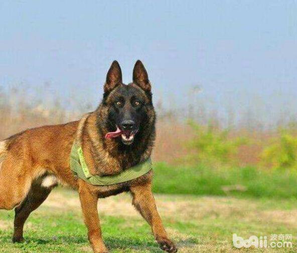 警犬品种有哪些?国内警犬品种介绍 警犬品种有哪些?国内警犬品种介绍