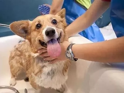 狗狗不喜欢洗澡怎么办 狗狗洗澡八大步骤让狗狗恋上洗澡 狗狗不喜欢洗澡怎么办 狗狗洗澡八大步骤让狗狗恋上洗澡
