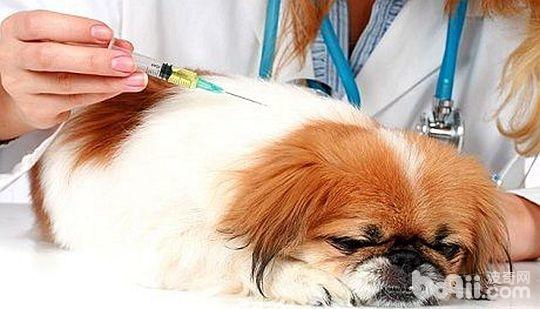 自出生起狗狗需要接種的疫苗都有哪些？